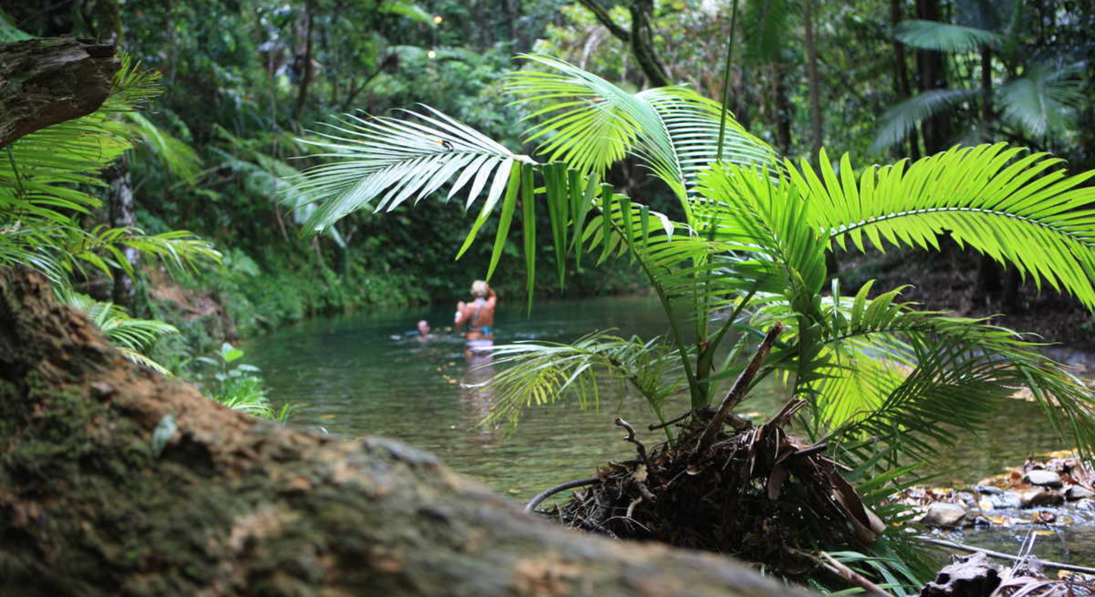 Daintree Rainforest